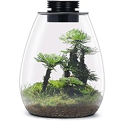 Desktop Glass Terrarium with Grow Light