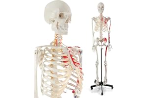 breesky 70.8 Inches Human Skeleton Model for Anatomy - Life Size Medical Human Skeleton Model with Numbered & Painted Muscle Origin and Insertion Points Rolling Stand