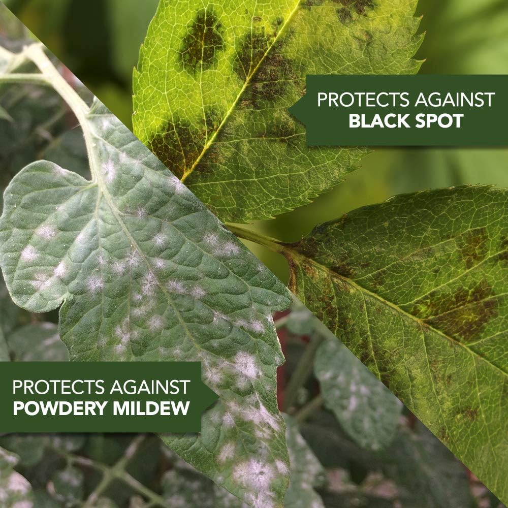 Natria 706250A Neem Oil Pest and Disease Control, 24-Ounce, Ready-to-Use : Garden & Outdoor