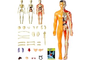 EXBEPE 11.3 inch Human Body Model with 8 Assembled and Disassembled Organ Skeleton Models and Translucent Human Shells Educational Organ Model for Student and Teacher Classroom Biology Learning