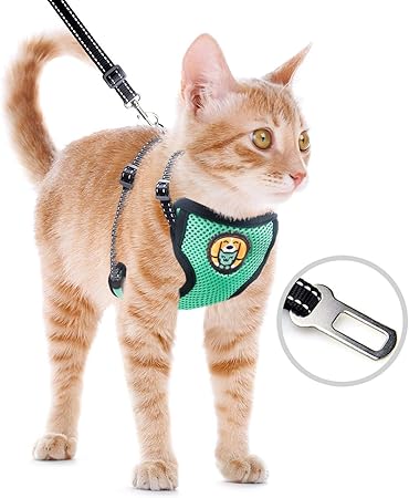 kitten harness pets at home