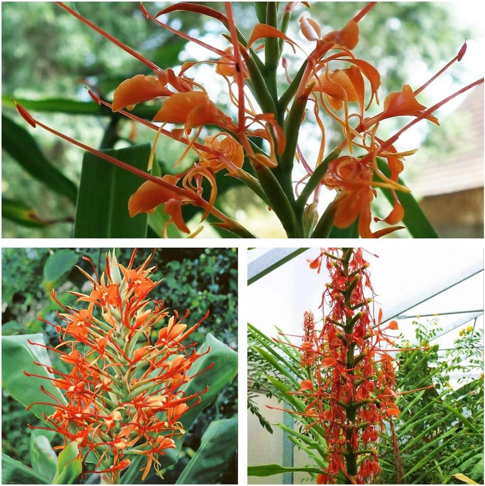 Humphreys Garden® Hedychium Aurantiacum Bare Root, Hardy Ginger Lily