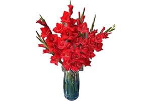 WANGBINYU 19 Stems Red Gladiolus Fresh Cut Flower Bouquet Bulk Flowers Wholesale Los Angeles Flower Market Birthdays Anniversaries Friendship and Love Gifts Home Flower Arrangements