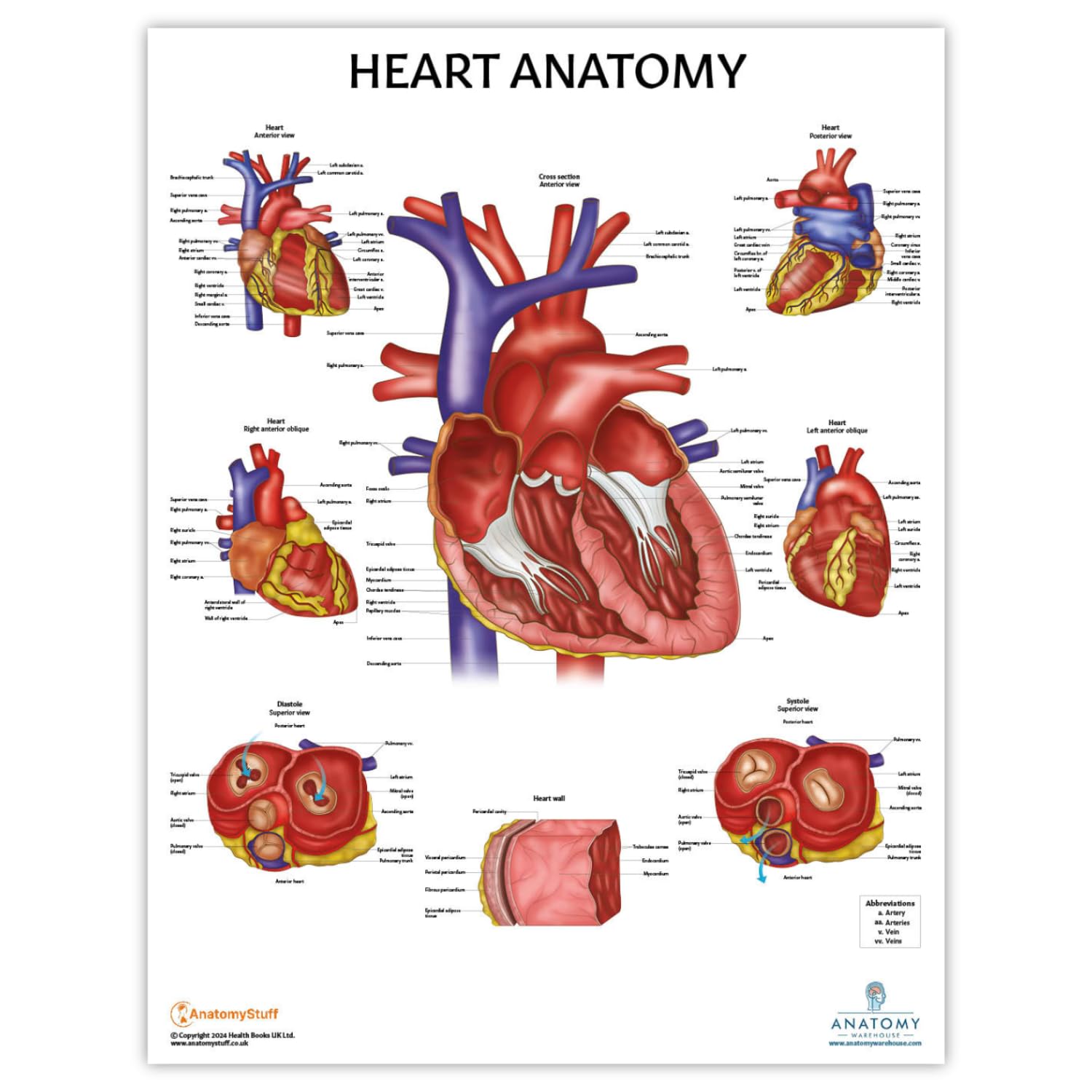 Mua Anatomy Lab 2 PACK Circulatory and Heart Anatomy Poster Set ...