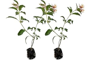 ragnaroc Dwarf Firebush 10-12" (Hamelia Patens VAR. compacta) 2ct - Live Plant for Indoor Outdoor Use, Garden & Landscaping - Live Arrival Guaranteed