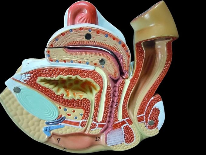 Amazon 人体模型 女性泌尿器 生殖器模型 実物大 ｍｆｃ 人体模型