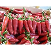 Basque Piment De Espelette Heirloom Spanish Pepper Premium Seeds for Planting Packet + More