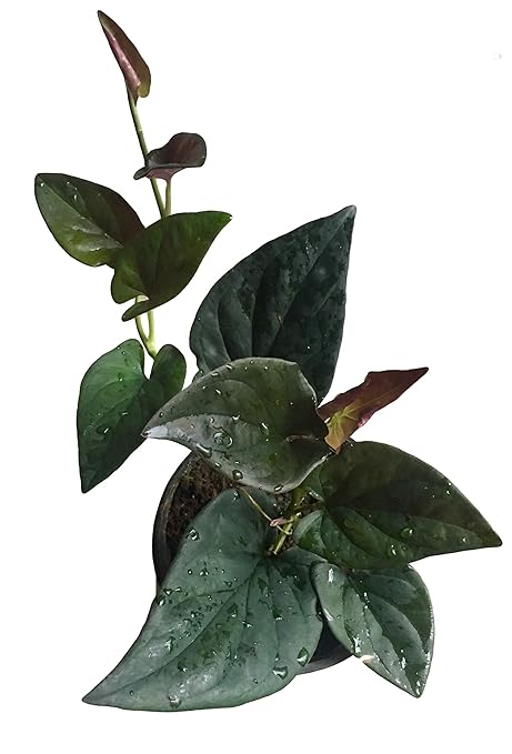 The Four Seasons Syngonium Erythrophyllum Rare Imported Premium Natural Live Plant in Pot