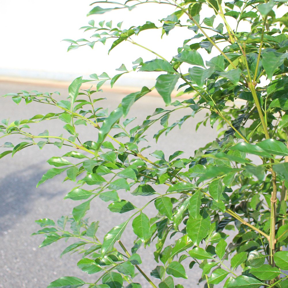 保証書付 シマトネリコ トネリコ １０号 大鉢 大型 鉢植え 株立ち 庭木 トネリコの木 インテリア ガーデニング 観葉植物 10号 B01kxp5vxw 正規店仕入れの Est40jal Edu Mx