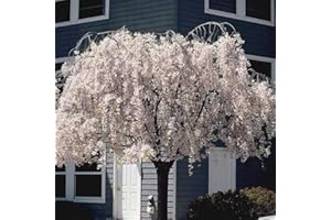 White Fountain Weeping Cherry Tree Seeds, DIY Home Garden Dwarf Tree, 20 Seeds, Beautiful Elegant Flower Seeds