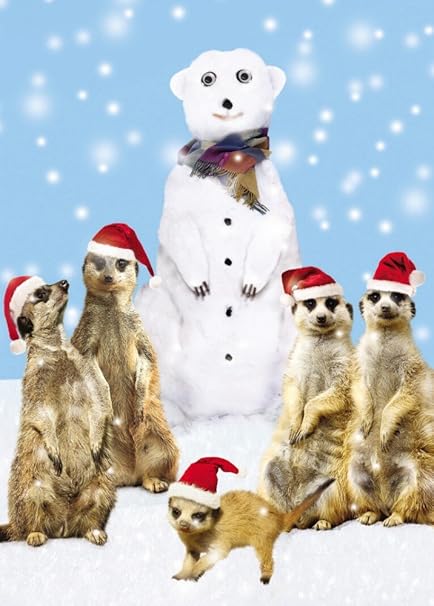 Humour Carte De Vœux De Noel Googlies Yeux Suricate Eisbar 12 X 17 Cm Amazon Fr Cuisine Maison