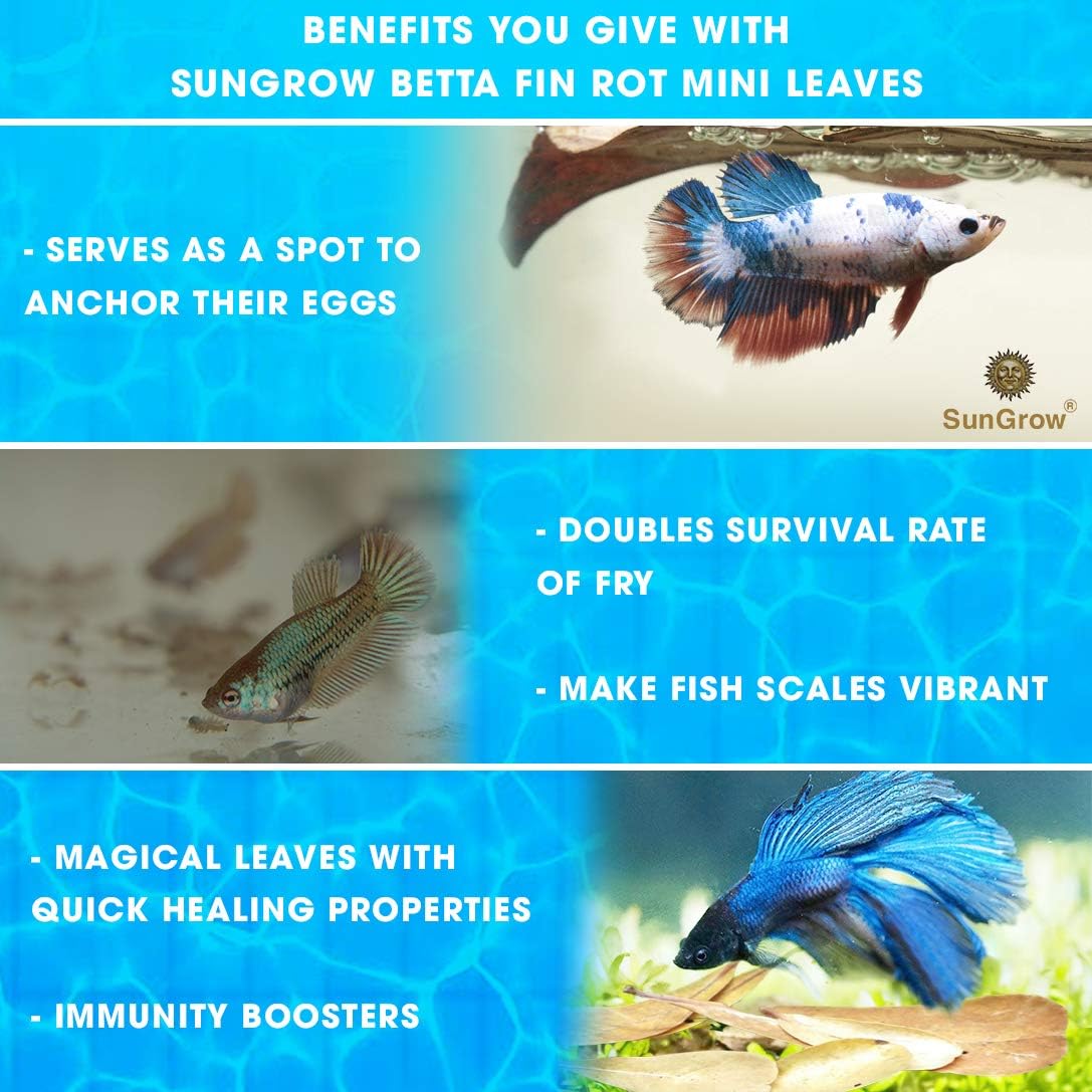 SunGrow Miracle Fin Rot Mini Catappa Leaves, Betta Medicine & Water Supplement, Keep Bettas