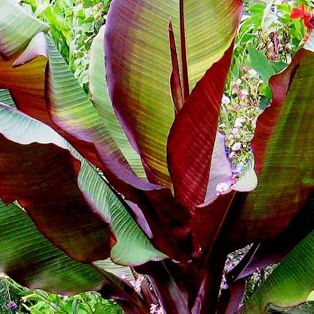 Future Exotics Ensete ventricosum Maurelii rote Abyssian Banane 75-80 cm