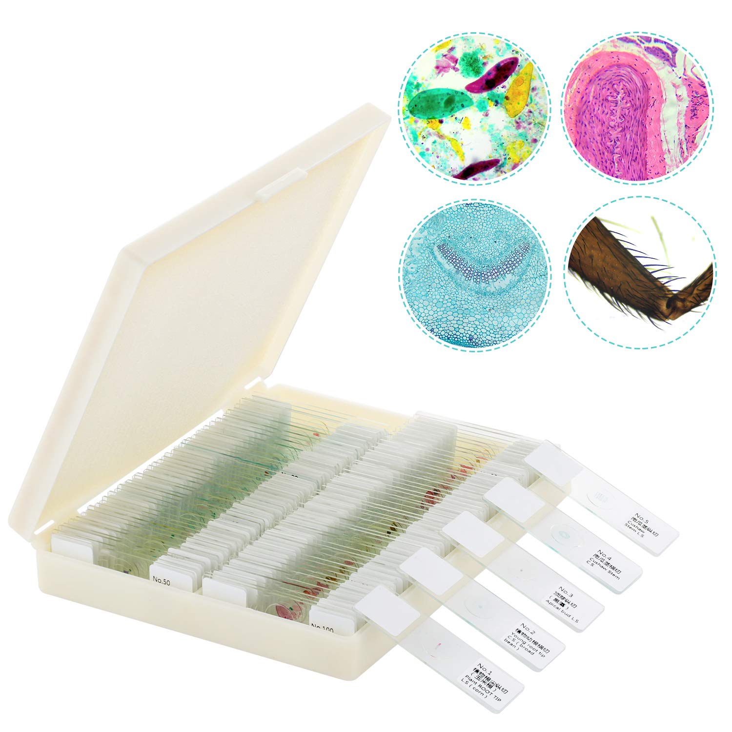 100Pcs Microscope Slides, Prepared Microscope Slide Set with Plastic