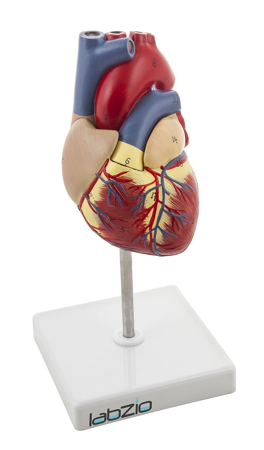 Labzio By Eisco Deluxe Natural Size Human Heart Anatomical Model