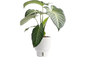 Costa Farms Live Indoor Trending Tropicals Xanthosoma Plant 15-Inches Tall, White Décor Pot