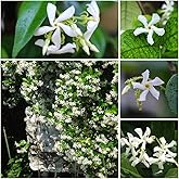 100+ Star Jasmine (Trachelospermum jasminoides) Plant Seeds for Planting - Fragrant Climbing Jasmine Seeds, Non-GMO Home Gard