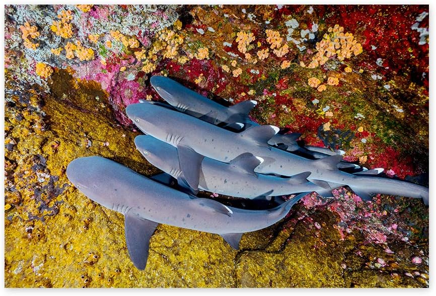 Funny Ugly Christmas Sweater Sea Animals Poster Wall Art Sharks Home Decor Prints 11" x 17"