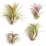 Shop Succulents | Good Juju Tropical Tillandsia Air Plant Kit, Hand Selected Variety Pack | Collection of 4