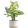 Costa Farms Dieffenbachia Live Plant Indoor, Easy Grow Light and Watering Houseplant, Potted in Indoors Garden Decor Plant Po