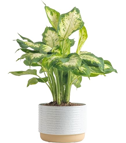 Baby Joseph's Coat Plant Codiaeum Petra Evergreen Houseplant Small