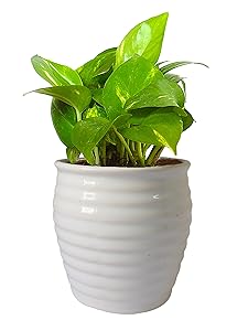 Rolling Nature Good Luck Money Plant In White Ceramic Pot