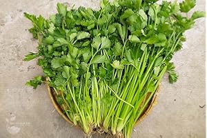 800 Chinese Celery/ hạt rau cần tàu ( cần ta)