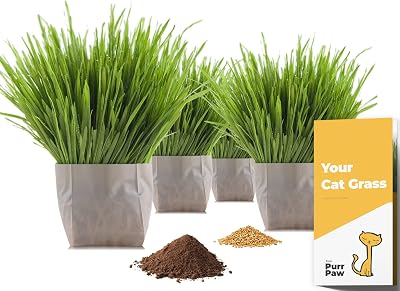 purr paw Cat Grass x4 Pack Just Add Water UK Wheat Grass Seeds