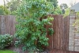 Papillon Bark Natural Garden Fence Screening Roll 4m x 2m Privacy view 6