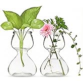 Garden Guru Plant Propagation Stations - Clear Glass Bud Vases Set of 2 - Mini Vases for Wedding Centerpieces, Cafe Décor, Tea Shop Displays - Small Hydroponic & Flower Vase