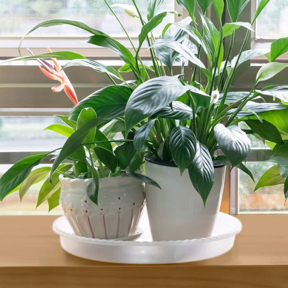 MUDEELA 6 Pack of 12 inch Plant Saucer, Durable Plastic Plant Trays for Indoors, Clear Plastic Flower Plant Pot Saucer, Made of Thicker, Stronger Plastic, with Taller Design : Garden & Outdoor