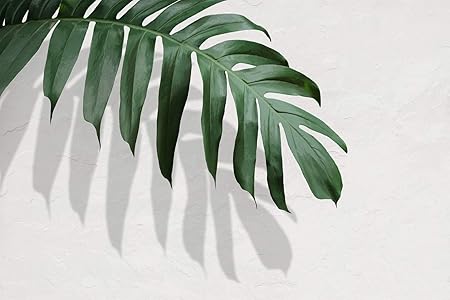 Amazon Co Jp Nd タペストリー 北欧 ボタニカル 観葉植物 レンガ インテリア おしゃれ グリーン ナチュラル シンプル ホワイト モンステラ リーフ 大判 癒し 部屋 飾り 窓 オンライン飲み会 背景布 インスタ映え 布 テレワーク Zoom 映え デザイン3 Generic