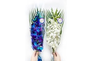 Sunne Tropical OrchidClub USA Fresh Cut Flowers Dendrobium Orchids (10 stems Blue & White)