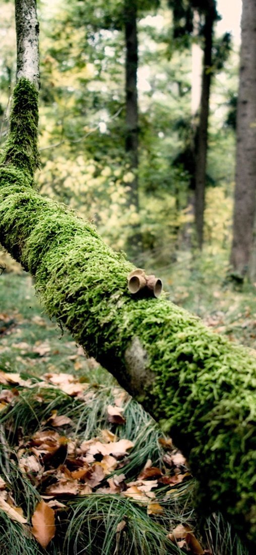 PeelitStickit, Beautiful Nature Wall Murals, ID-1436, vinyl