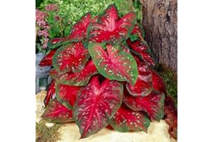 GSB GARDEN STATE BULB Garden State Bulb Fancy Red Flash Caladium Bulbs, Bare Roots, Spring Planting (Bag of 10)