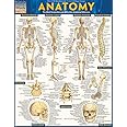 Anatomy: QuickStudy Laminated Reference Guide
