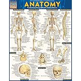 Anatomy - Reference Guide (8.5 x 11): a QuickStudy reference tool (Quickstudy Academic)