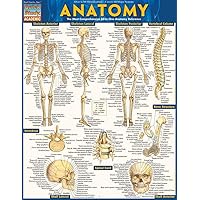 Anatomy: QuickStudy Laminated Reference Guide