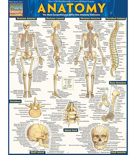 Amazon.com: kaitnax Human Anatomical Poster Set Anatomy Study Cube