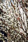 TreesAgain Lot of 5 Pussy Willow cuttings - Salix discolor - 7 to 9 inches