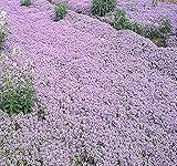 1oz (220,000+ Seed) x CREEPING THYME Herb Seeds Thymus Serpyllum ~ Butterflies love it so will U - By MySeeds.Co