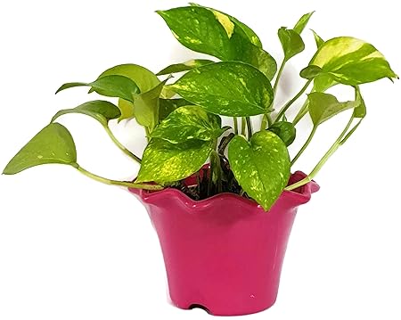 Grun Air Purifying - Indoor Green Money Plant
