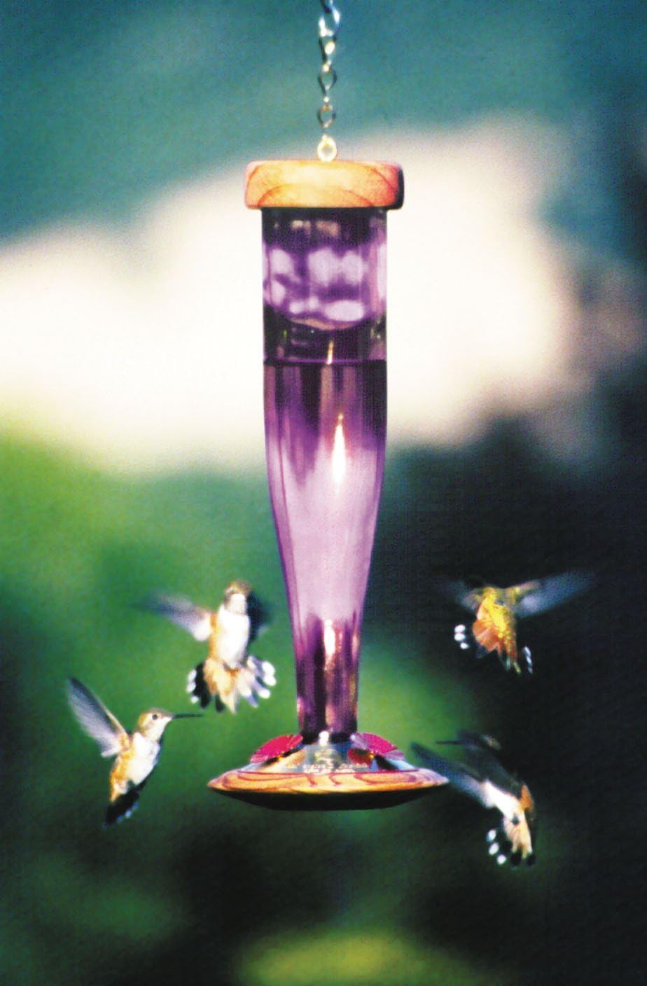 Amazon Com Schrodt Designs Model Hbl A Amethyst Hummingbird