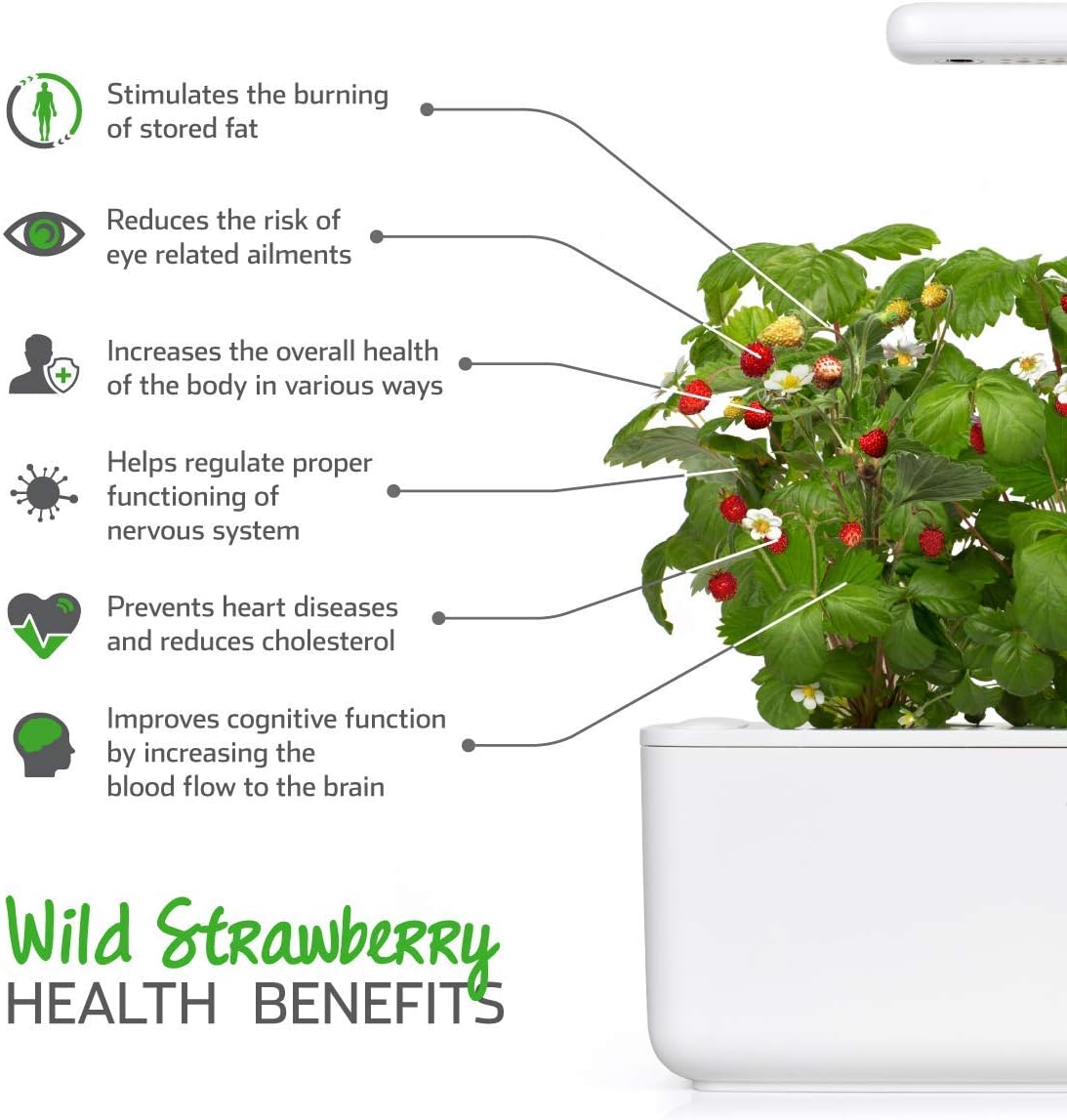 Emsa 3 Cápsulas de fresas silvestres Click & Grow, Semillas apta ...
