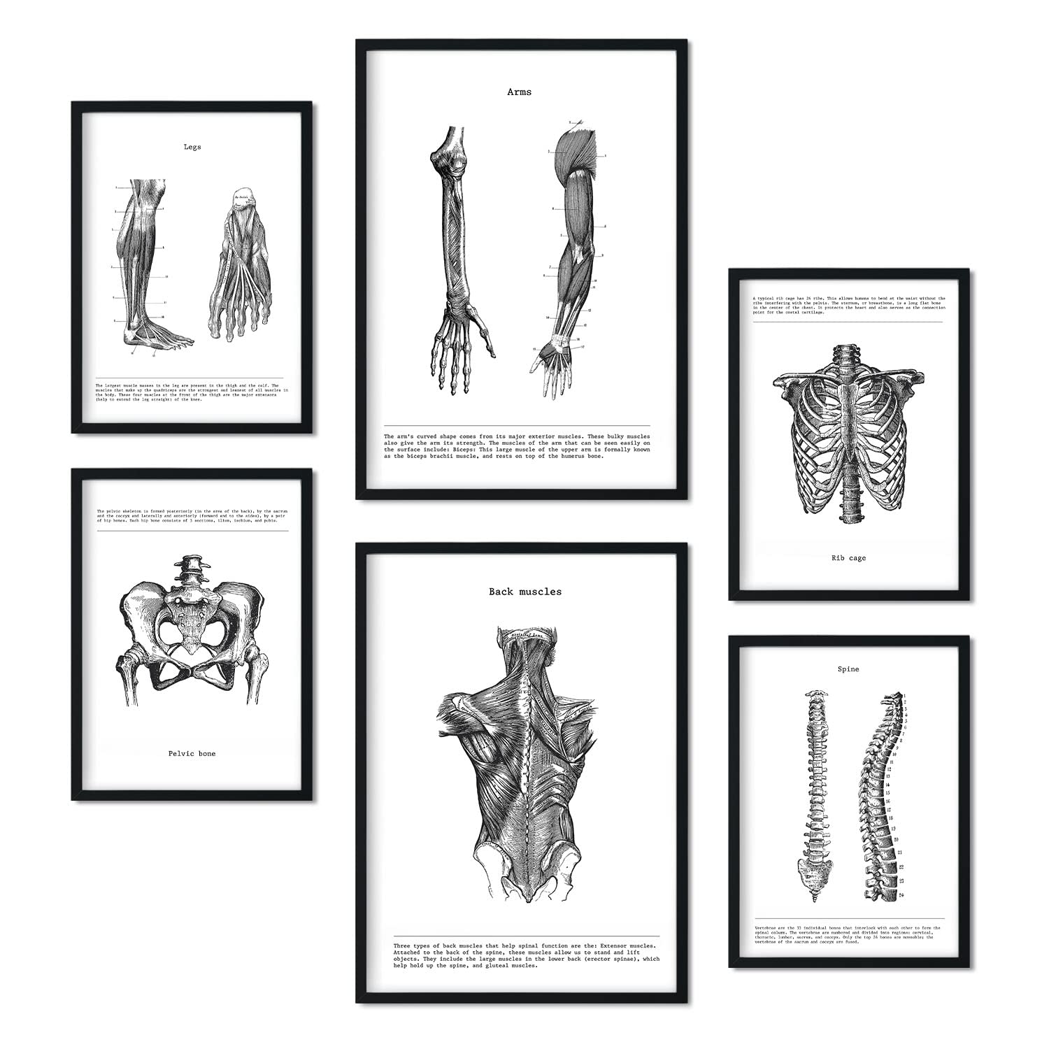 Nacnic – Set of 6 Body Anatomy Posters (back, leg, arm, spine, pelvis, ribs). Posters ideal for clinics. Sizes A3 and A4, without frame.