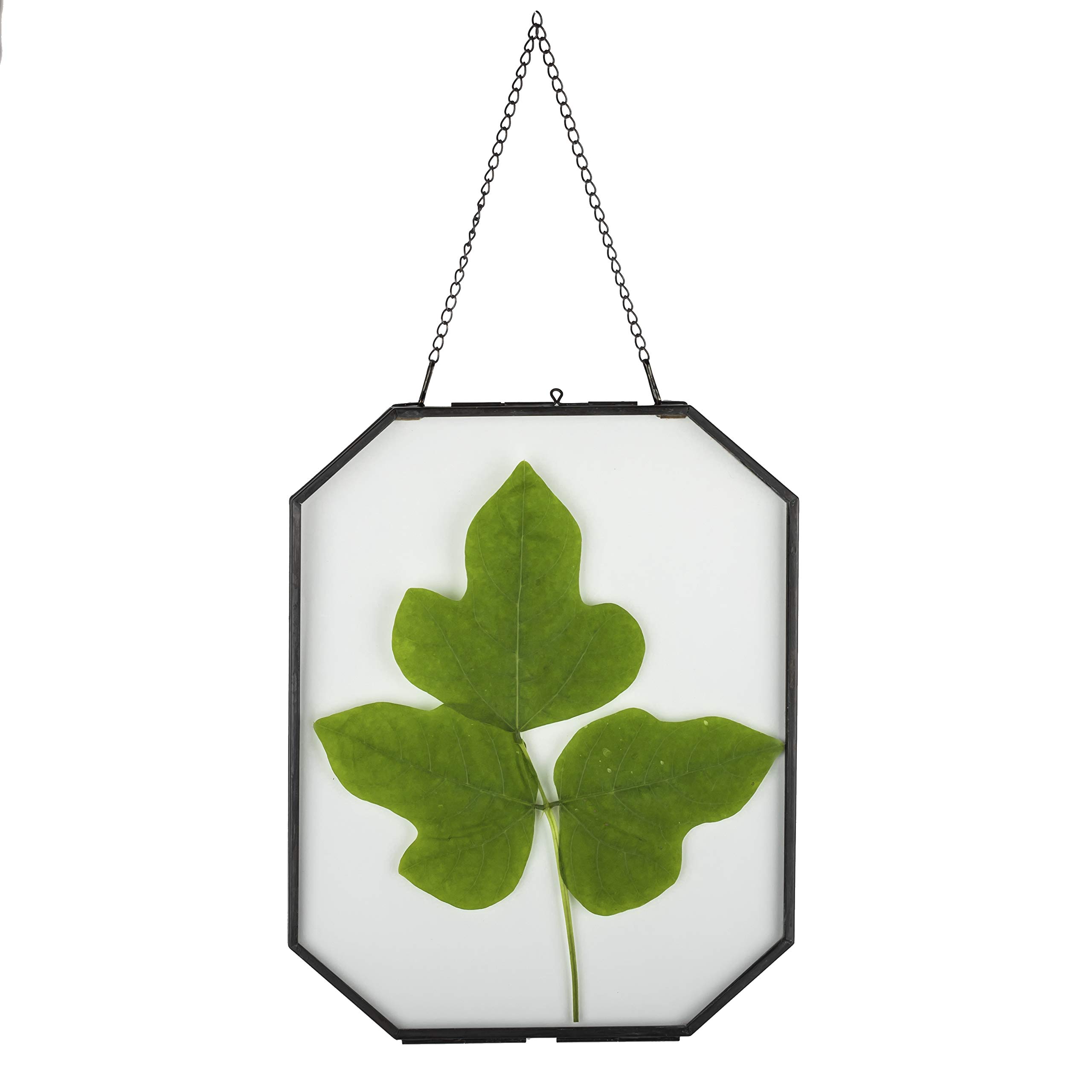 NCYP Wall Hanging 20.5x25.5 cm Octagon Herbarium, Black Glass Frame for Pressed Flowers, Dried Flowers, Poster, Double Glass, Floating Frame (Glass Frame Only)