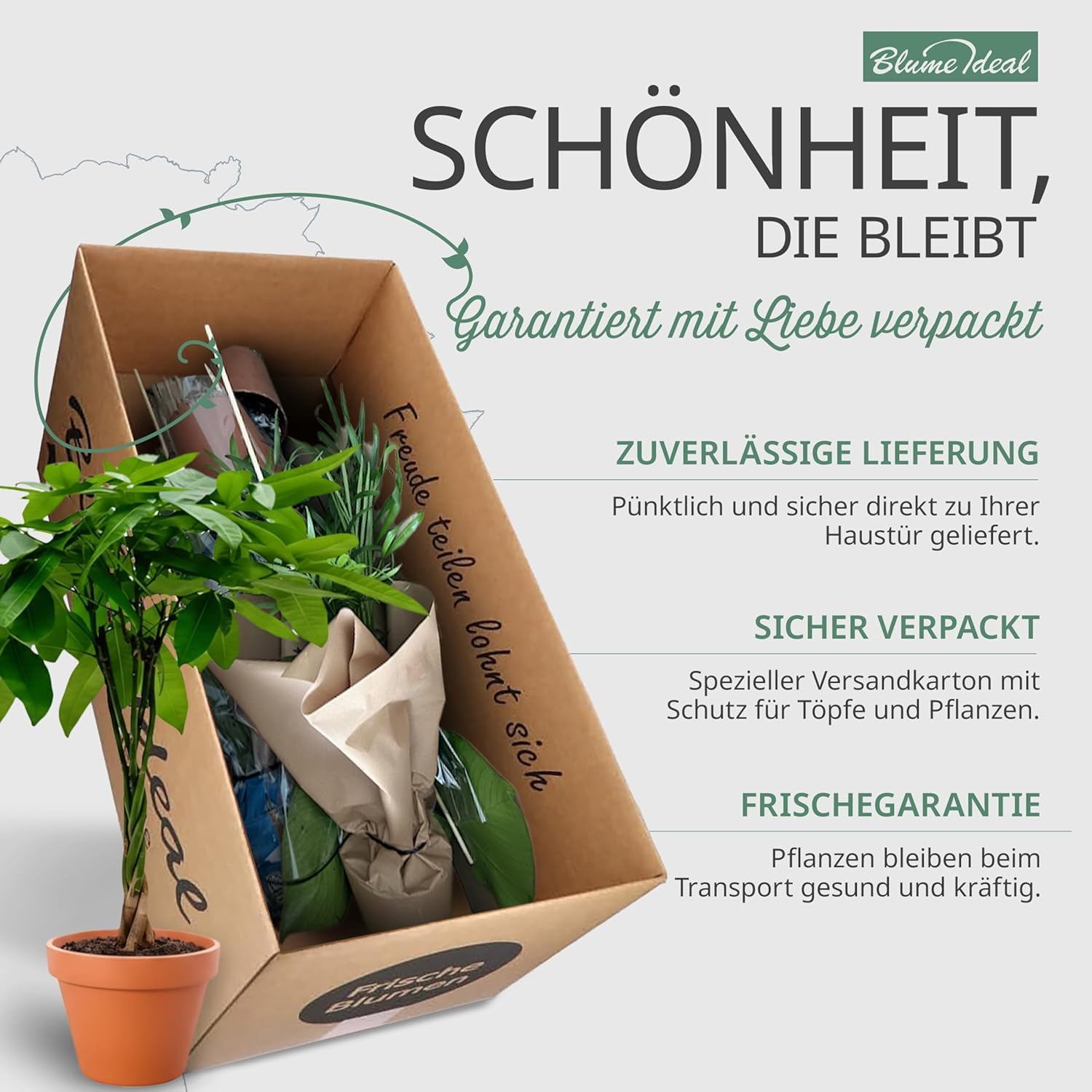 Pflanzenüberraschung | 8er-Set | ca. 30-70 cm | Ø 12-15 cm Topf | Zimmerpflanzen für Wohnung und Büro | Qualität vom Pflanzen Profi | Geniale Raumbegrünung 6