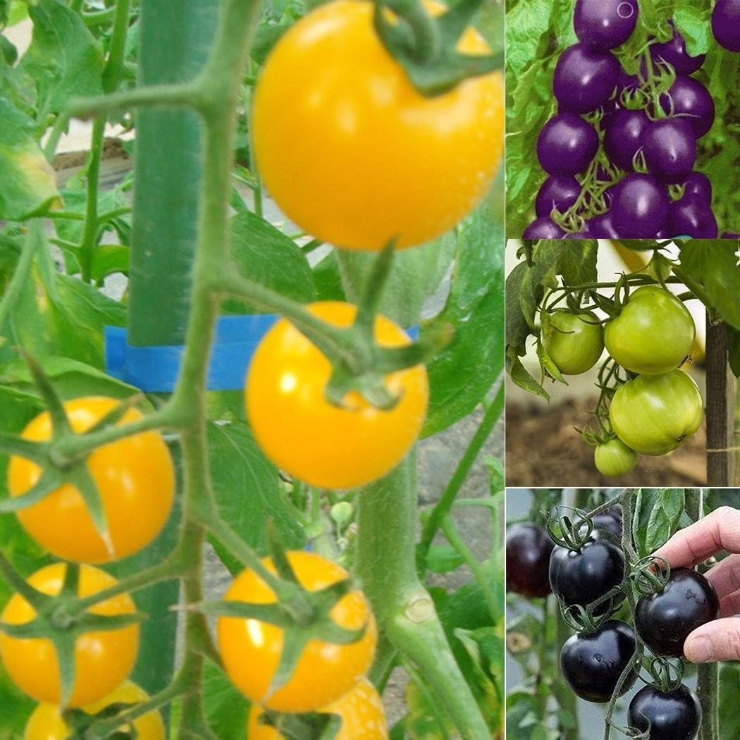 FastDirect Semillas de Tomate Negro 50 PCS Semillas de Verduras ...