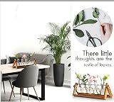 XXXFLOWER Desktop Propagation Station 5 Glass Bulbs with Wooden Stand view 5