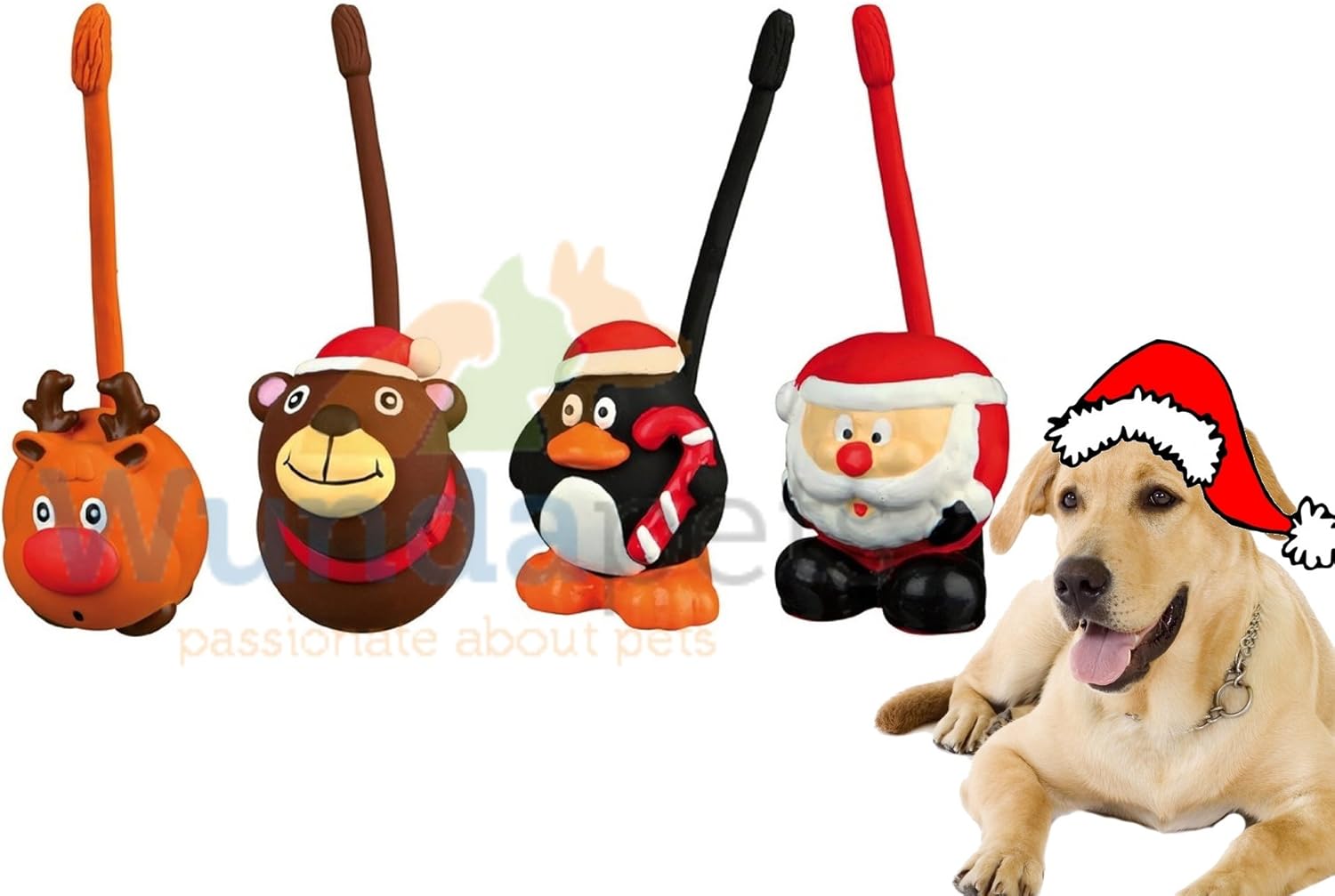 cleaning sugar glider cage